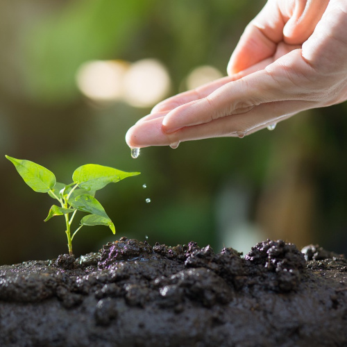 Herb Garden Starter Kit