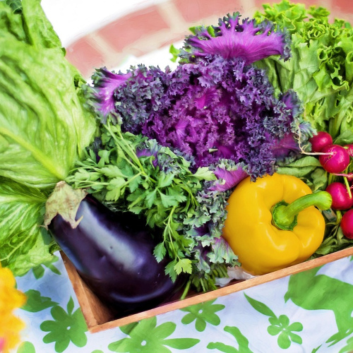 Organic Vegetable Seeds Collection