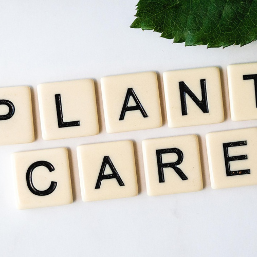 Plant Care Guidebook